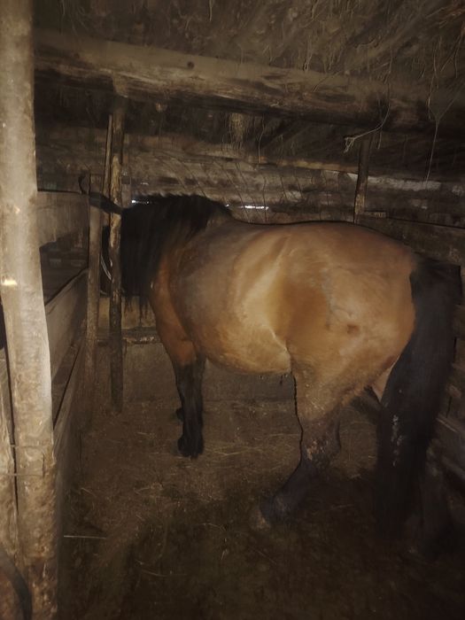 Продам кабылу на