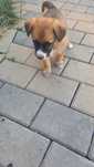 Catelusi pentru adoptie