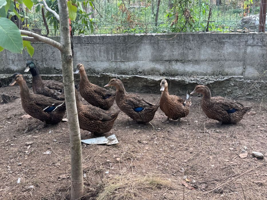 Ouă incubat Rouen sălbatic original