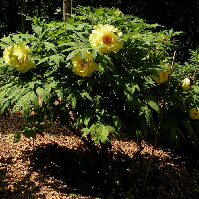 Bujor De Gradina Pomisor