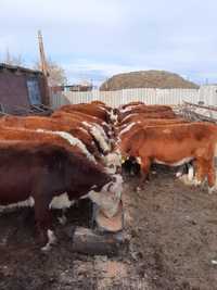 Продам стельные коровы, село Азат