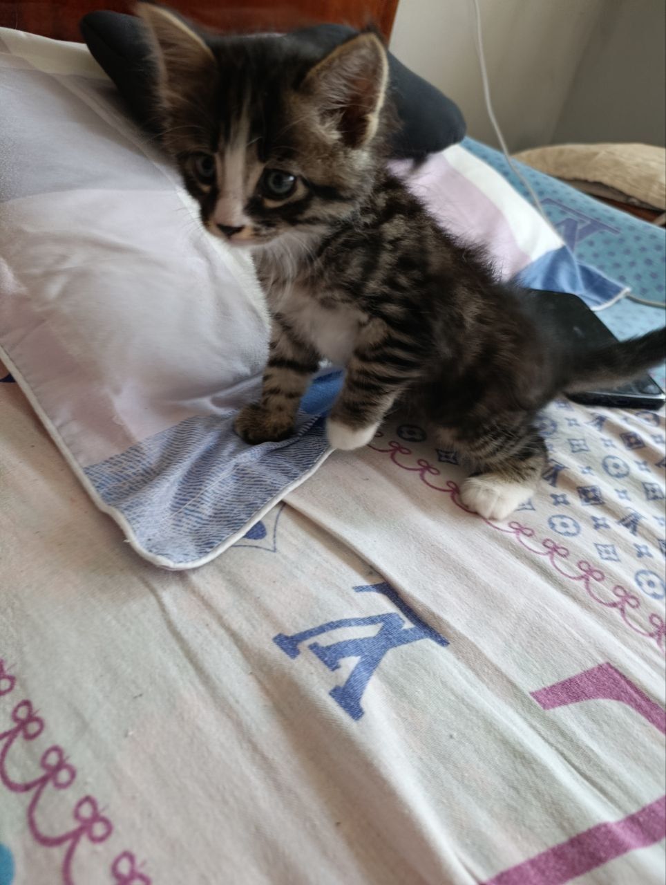 Продаються котята 2 месячные
