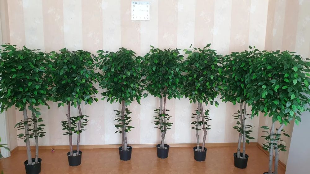 искусственный ФИКУС любой высоты и формой кроны