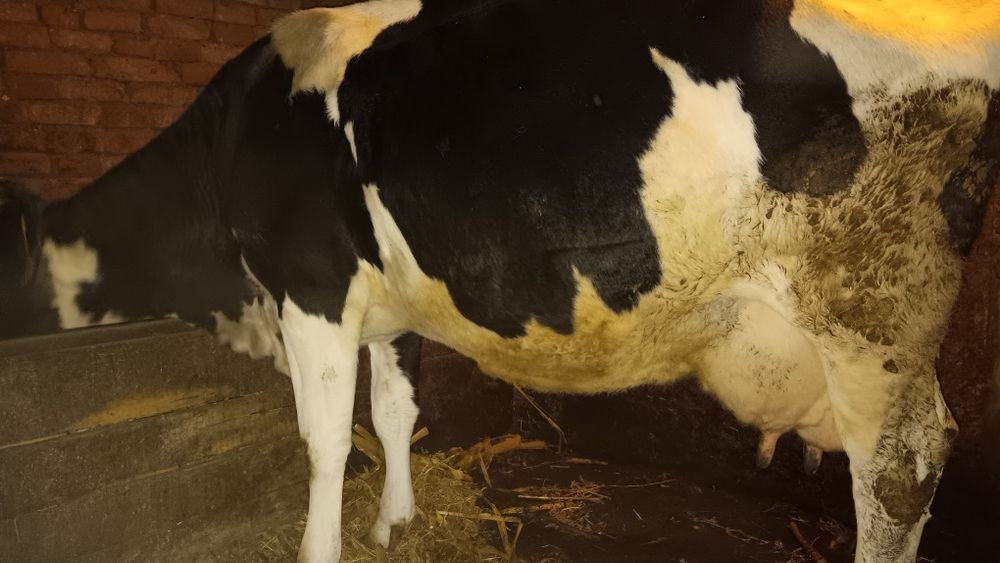 Vând vaca bună de lapte