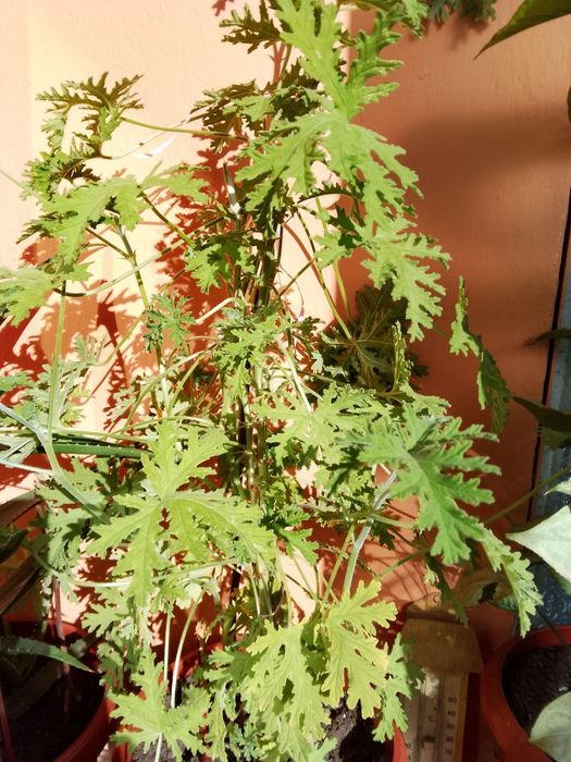 Цветя, зелени, неколкогодишни