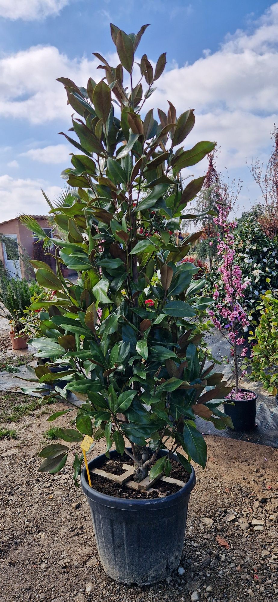 Ilex varirgata - magnolie grandiflora - Camelii