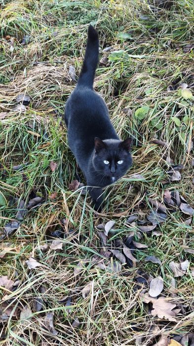 Donez motan frumos cuminte și curat