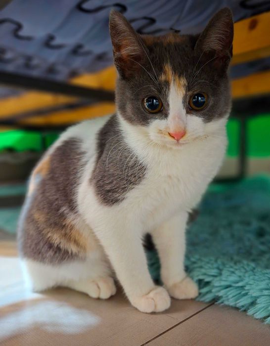 Adoptie pisicita pestrita