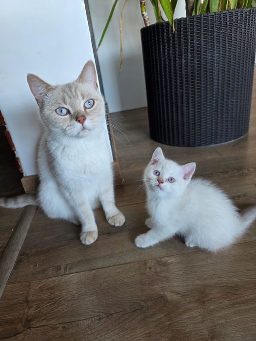 British alb 2 luni deparazitat si vaccinat