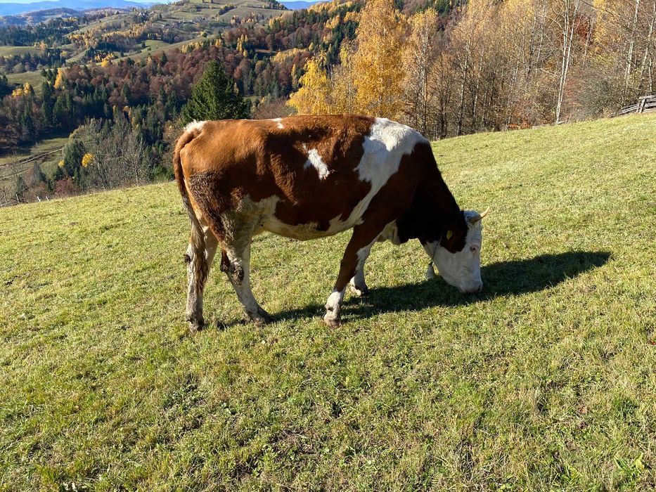 Vaca de vandut!!