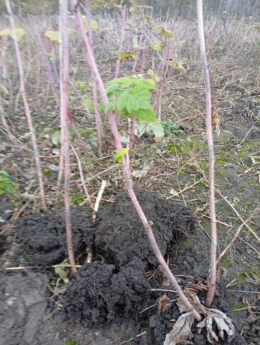 De vânzare butaci de zmeură polka remontantă