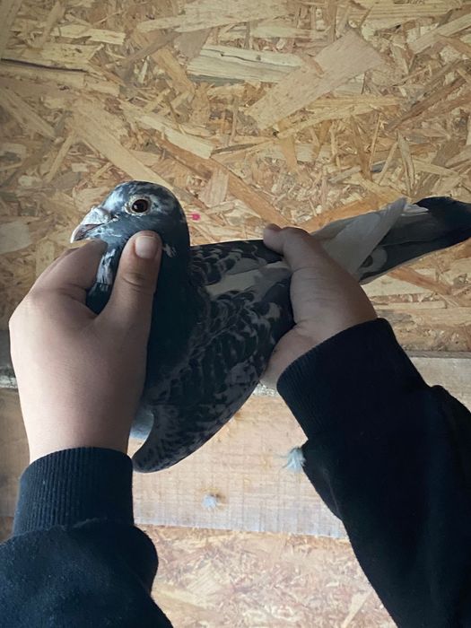 Vând porumbei voiajori cu zboruri porumbei sunt de fond!  M.2022 f2019