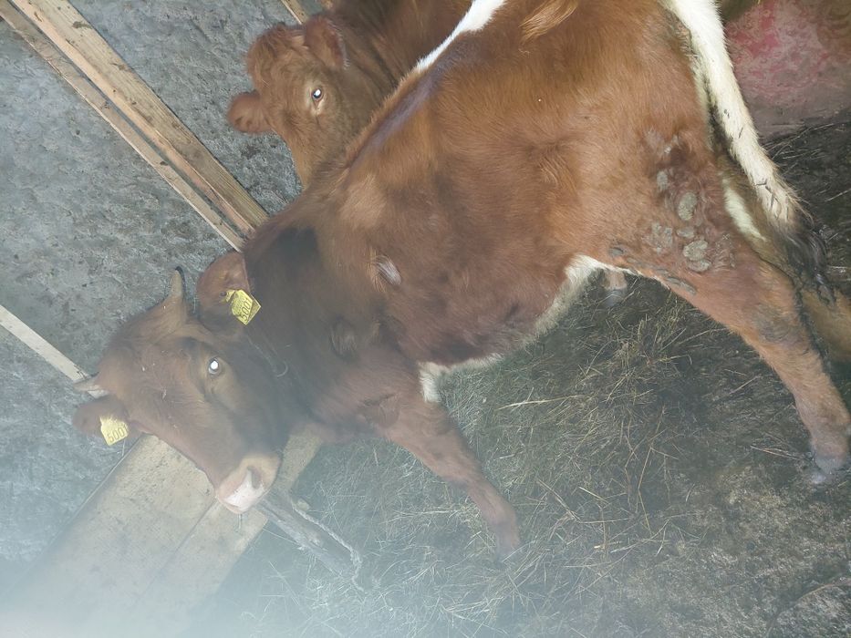 Vând vitica baltata pe rosu