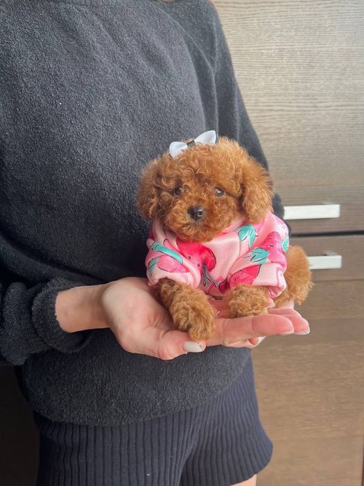 Той пудель - отогревают