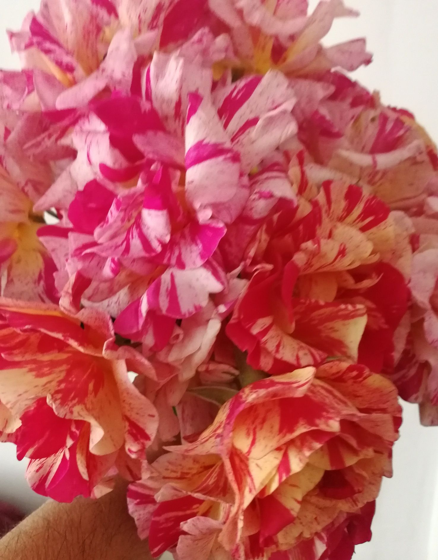 Trandafiri  cu petale multicolore - CAMELEON