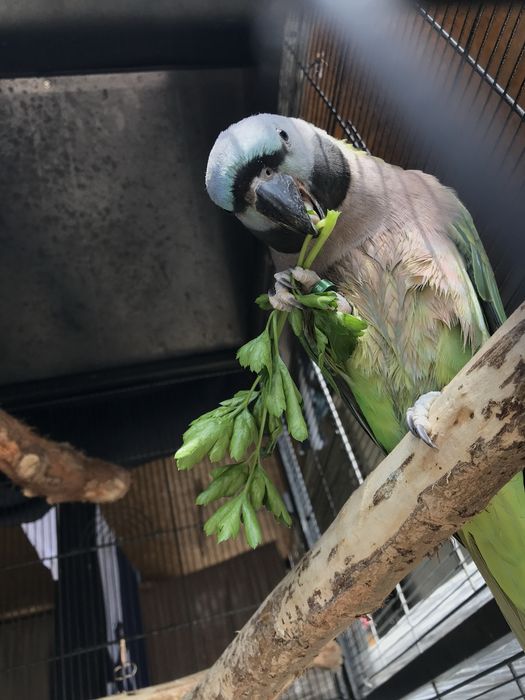 Marele Alexandru China - Lord derby