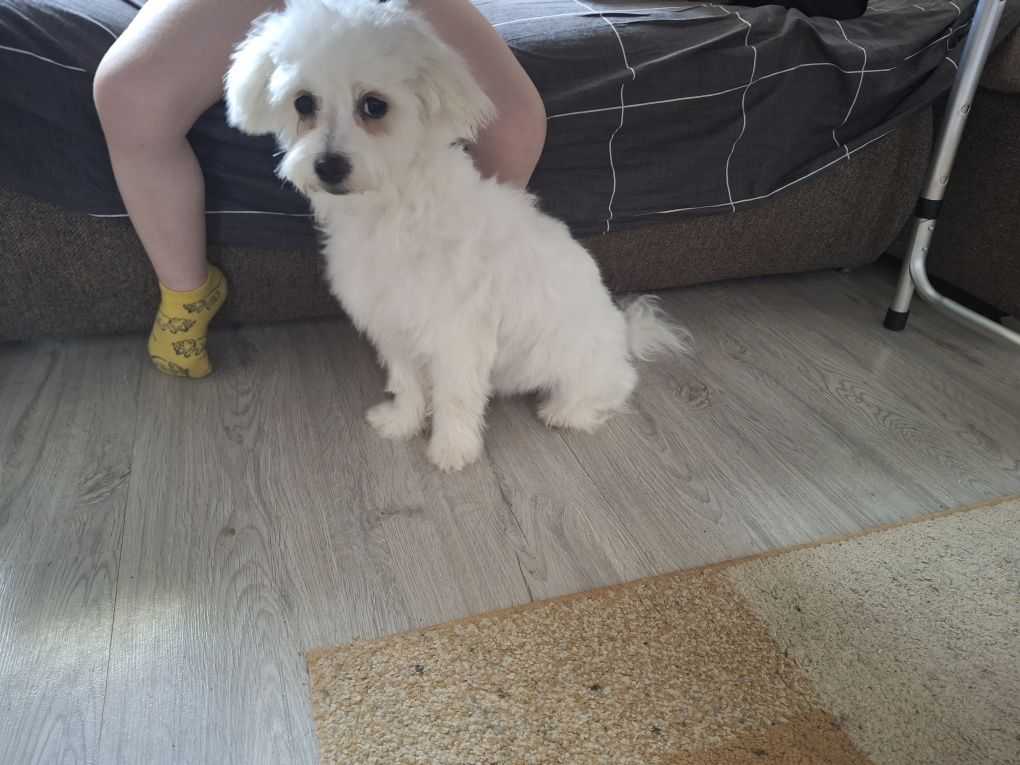 Bichon  fetiță, talie mică, 6 luni