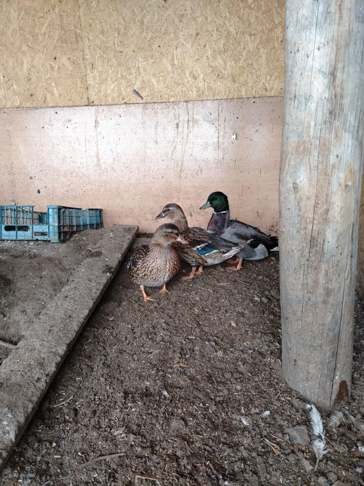 Продам утку дикую