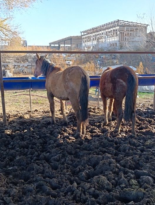 Лошади 1.5 годовалые откорм !