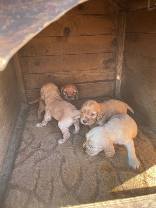 Кокер шпаньол.   .