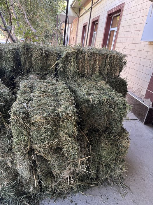 Беда пресс катта