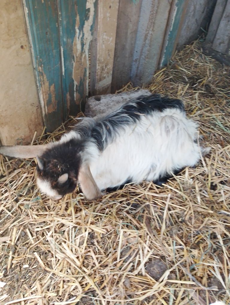 Capra alpina franceza cu 3 iezi
