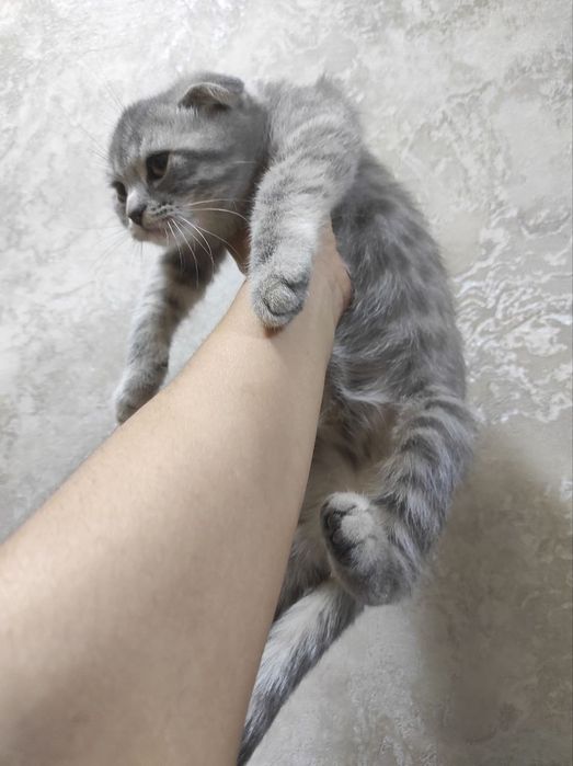 Scottish fold 2,5 oylik sotiladi