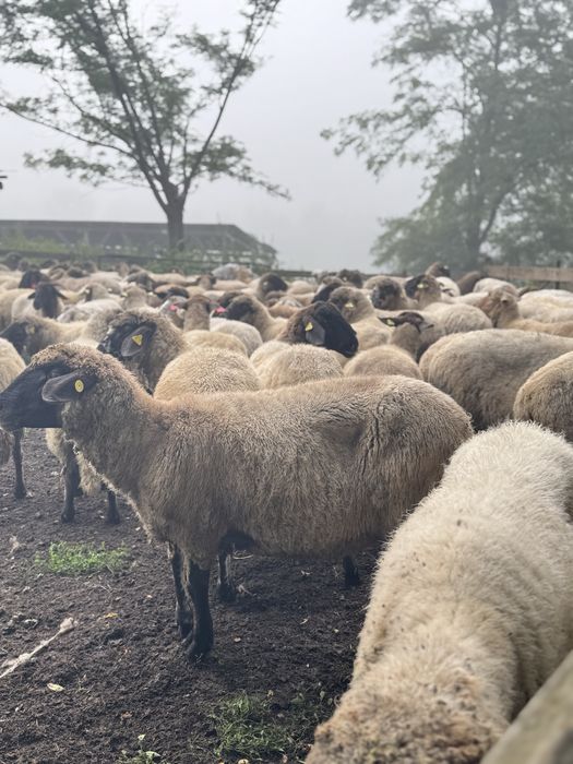 --Vand oi Țigaie---