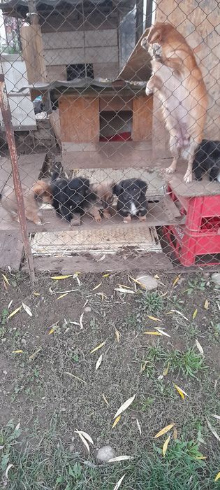 Donez cățeluși  de vârstă  3 luni rasa comuna ,talie medie