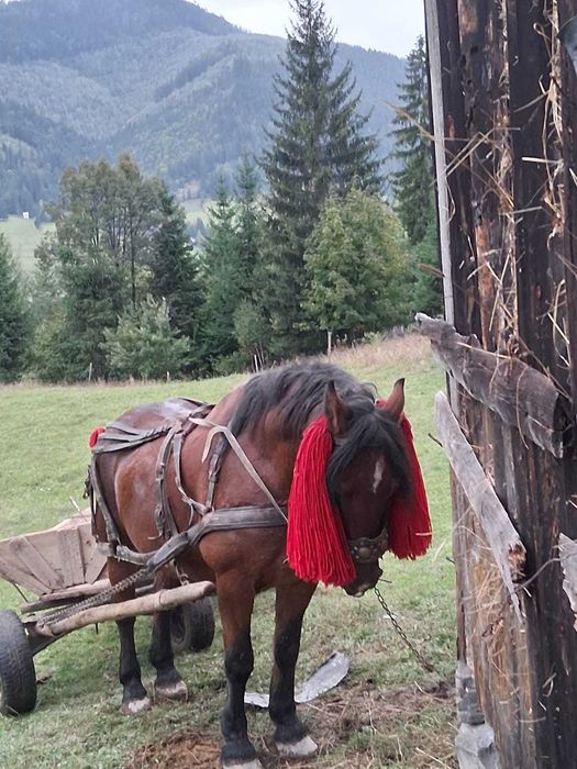 De vânzare cal castrat de 9-10ani garantat