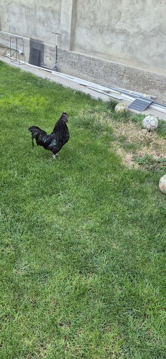 Qara shaxzoda xoroz sotaman