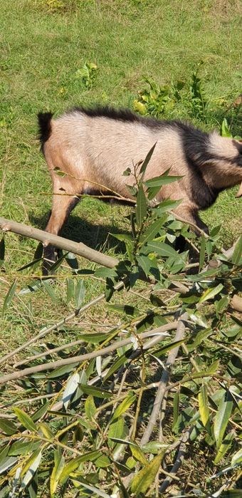 vănd un țap alpin francez