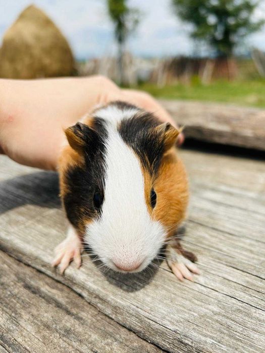 Vand porcusor de guinea