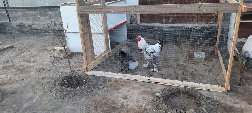 Петух и куры породы Брама