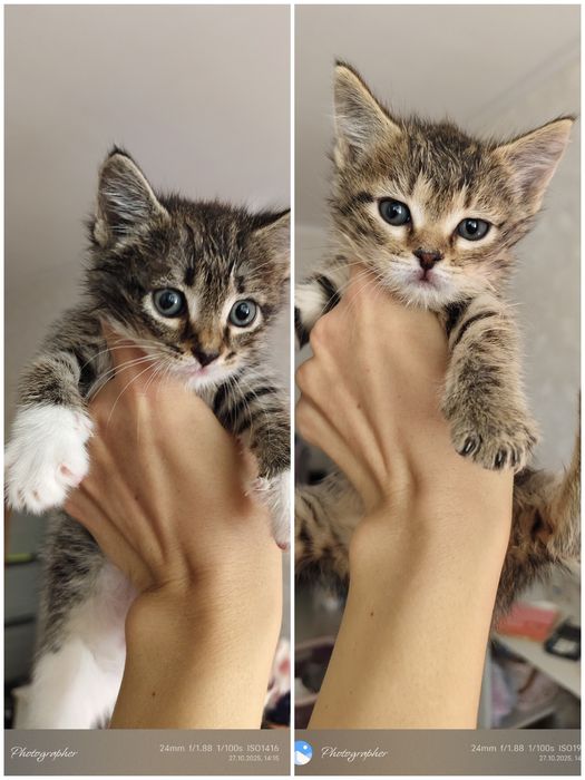 Девочки котята прелесть