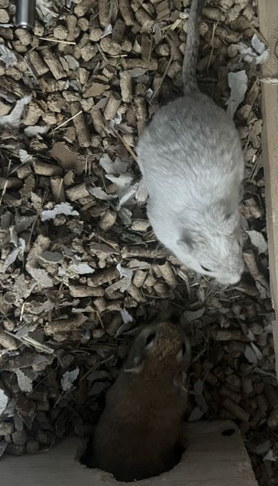 Veverițe gerbilii, blânde