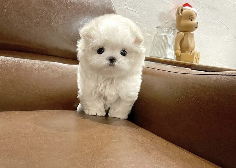 Bichon Maltez mini toy