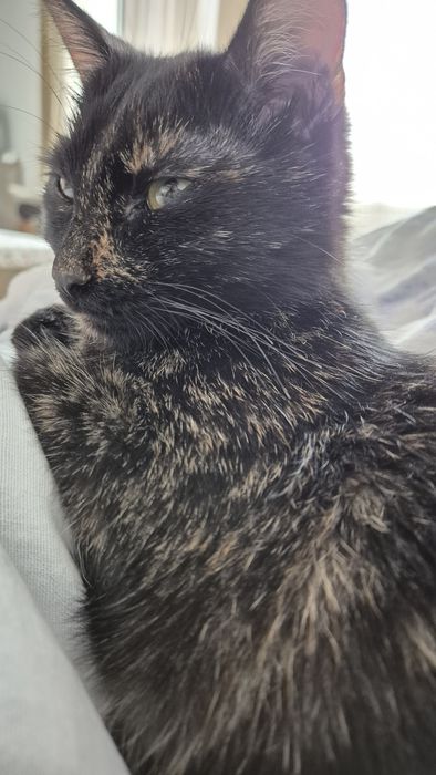 Mia, pisica pentru adoptie