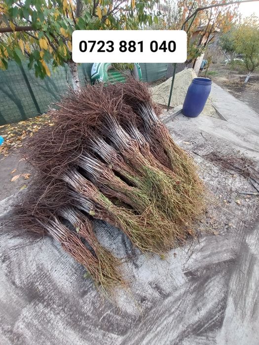 Butasi vita de vie anul 2 și anul  3