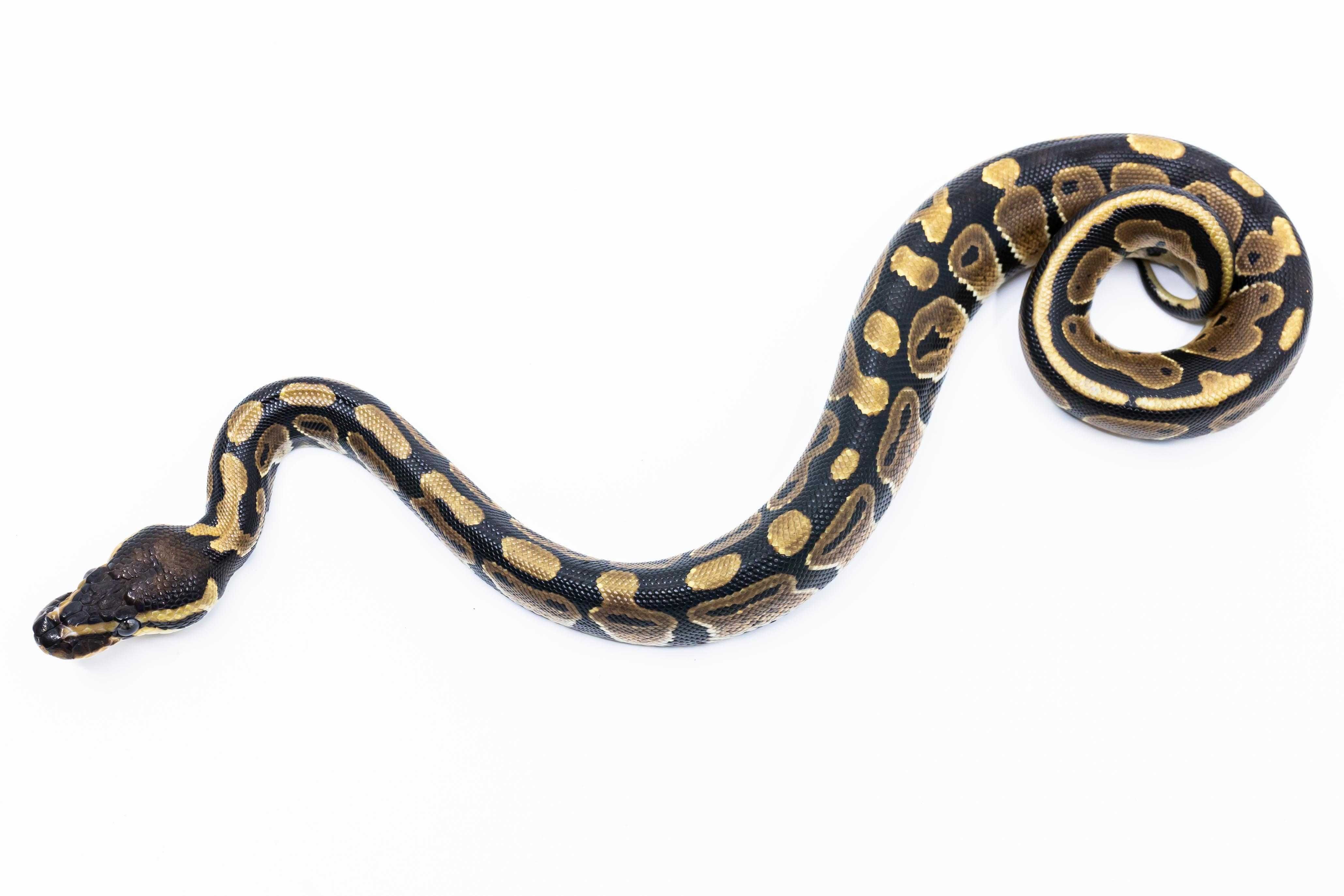 Pitoni Regali (Python Regius) juvenil