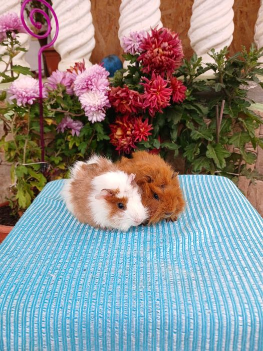 Pui de porcușori de Guineea Frezați