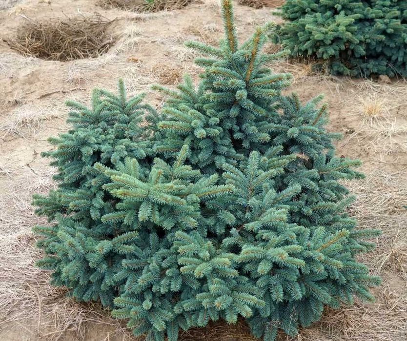 Продам саженцы сеянцы сосна ель голубая ёлка липа рябина берёза дуб