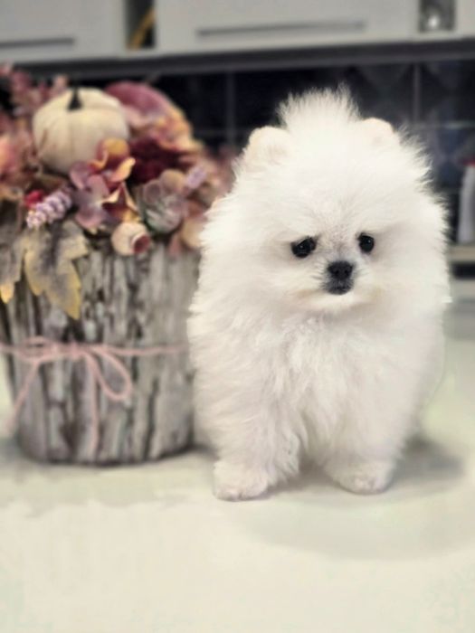 Pomeranian pedigree FCI - Top calitate