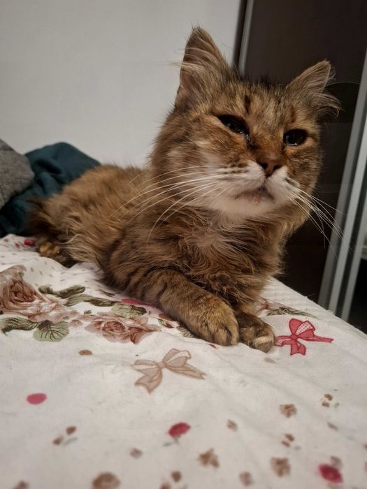 Pisică cu contract de adoptie