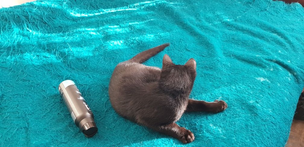 Коте, котка, мъжка
