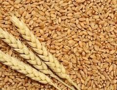 Бидай сатылады .Стеклавидный таза бидай.