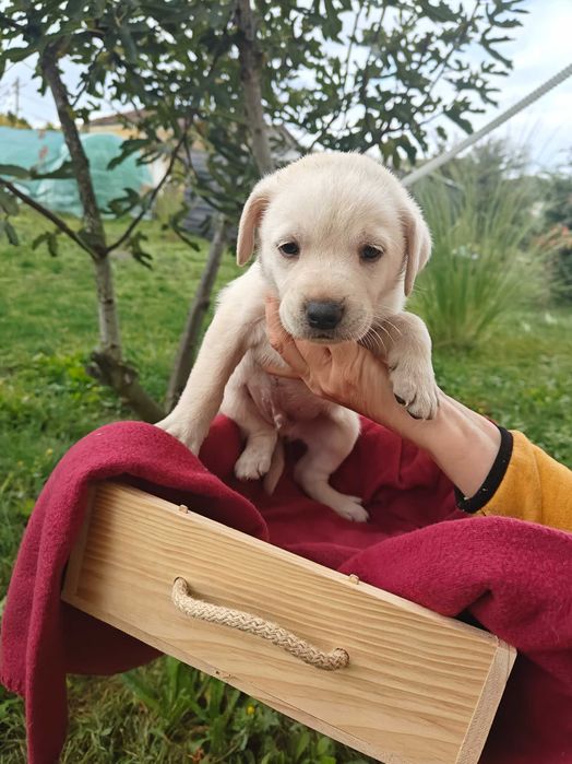 Голдън ретривър кученца