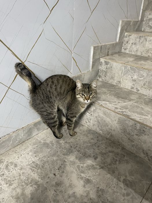 Отдам котенка в хорошие руки