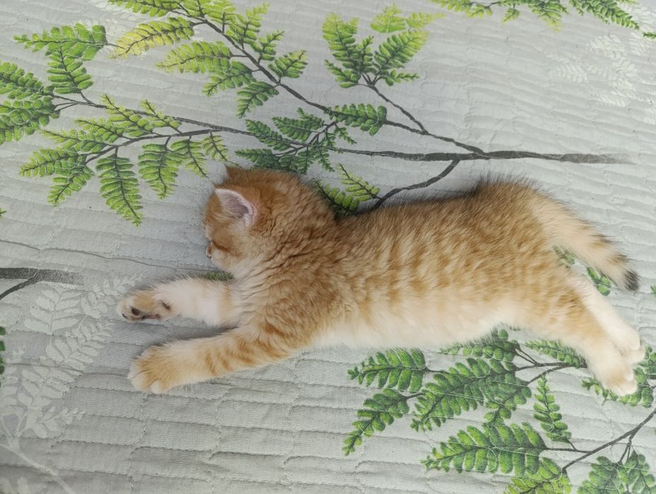 Золотистая шиншилла Скотиш страйт котенок