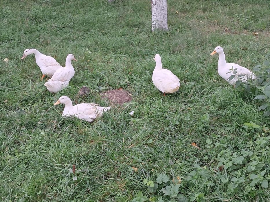 Pui găină brahma,curcani,rate mute,rate de casa , gâste